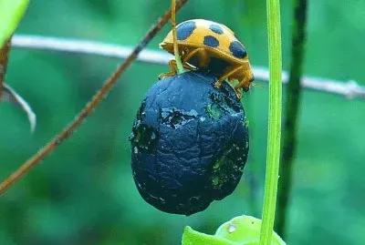 Lady bug2