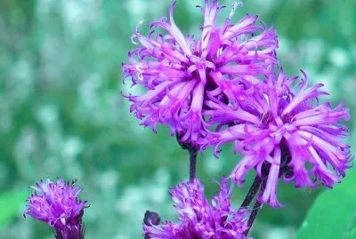 Ironweed flowers