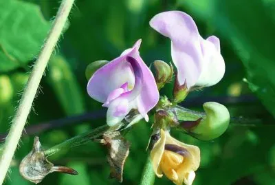 Wild bean blossoms1 jigsaw puzzle