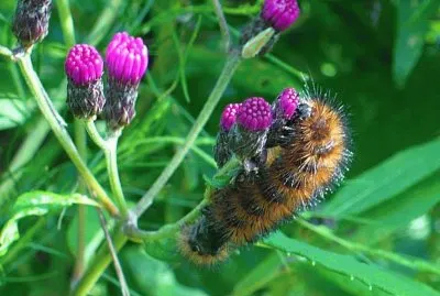 Caterpillar on ironweed buds