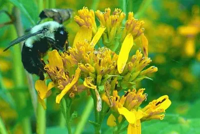 Bee on flower1