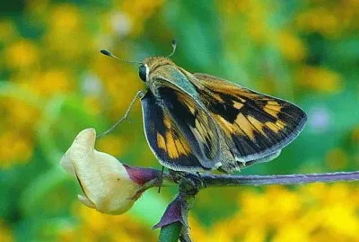 Moth on flower
