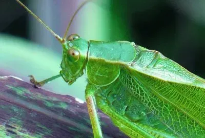 Grasshopper1