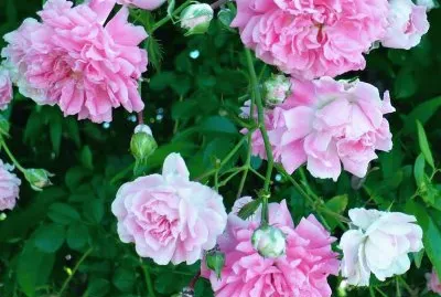 Wildroses growing on roadside