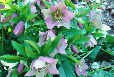 Flowers in Botanical gardens