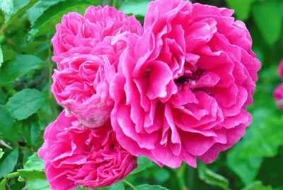 Wildroses growing on roadside2