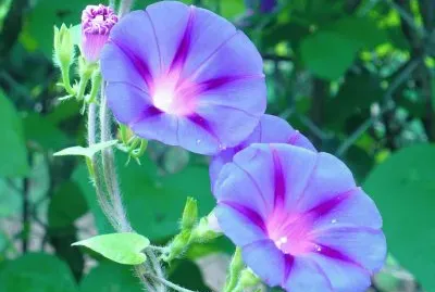 Morning glories3 jigsaw puzzle