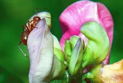 Wild bean blossoms with ant
