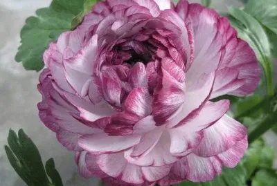 imagens jigsaw puzzle