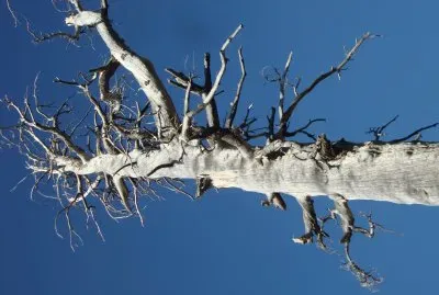 snag