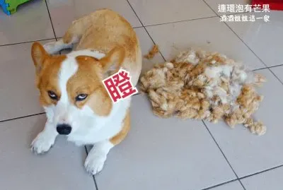 é€£ç’°æ³¡æœ‰èŠ’æžœ