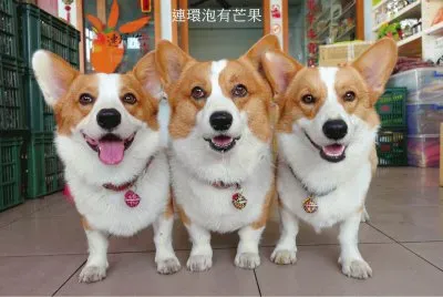 é€£ç’°æ³¡æœ‰èŠ’æžœ