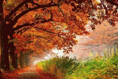 todo paisaje jigsaw puzzle