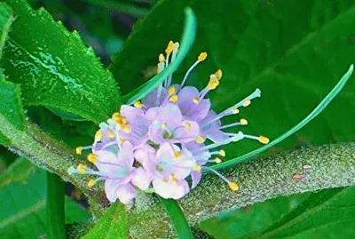 Beauty berry blossom1