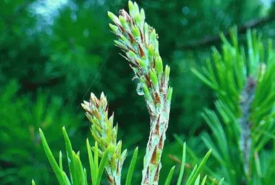 פאזל של New growth on pine