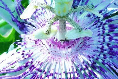 Passion flower close up2