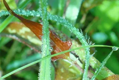 Dew on underbrush