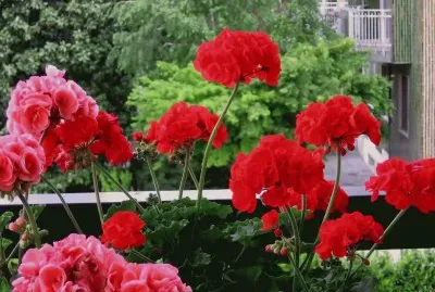 gerani jigsaw puzzle