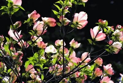 noche de primavera