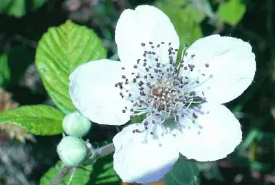 Wild berry blossom jigsaw puzzle