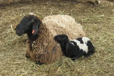 sheep and lamb