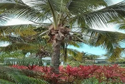 coconut tree