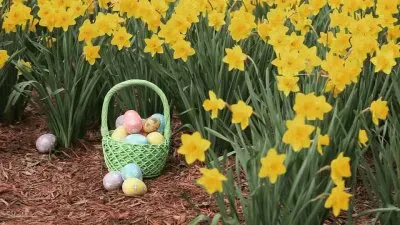 Â¡  Felices Pascuas !