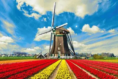Tulips-Field-In-Holland.
