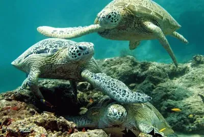 Turtles