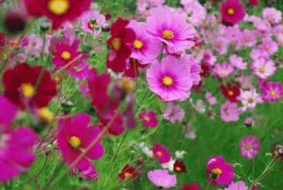 פאזל של cosmos