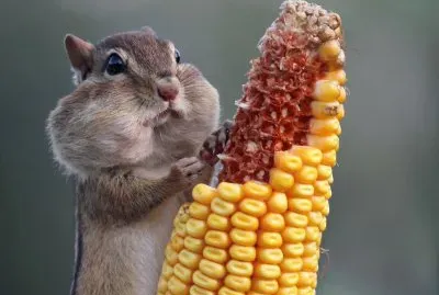 Chipmunk