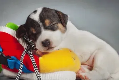 Cute-Sleepy-Puppy
