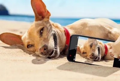 Dog-beach-selfie