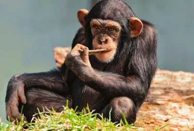 Thinking-Chimp