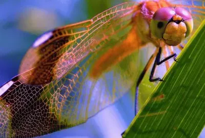 Dragonfly