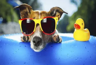 Relax-Dog