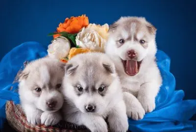 Husky-Puppies