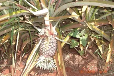 פאזל של COLTIVAZIONE DI ANANAS