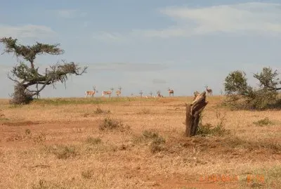 GAZZELLE