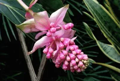 å¯¶è“®èŠ±