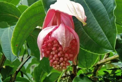 å¯¶è“®èŠ±