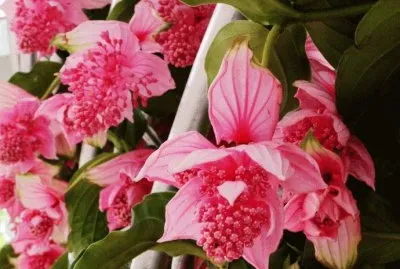 å¯¶è“®èŠ± jigsaw puzzle