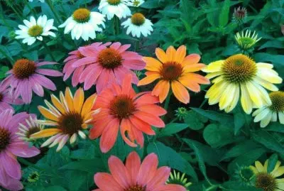 æ¾æžœèŠ jigsaw puzzle