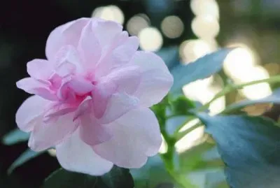 é³³ä»™èŠ± jigsaw puzzle