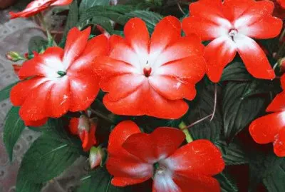 é³³ä»™èŠ± jigsaw puzzle