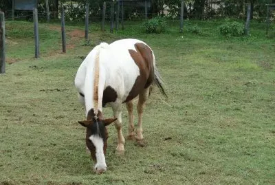Cavalo Pastando