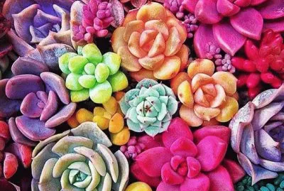 Amazing jigsaw puzzle