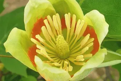 Tulip Tree flower1