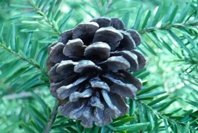 Small pine cone1