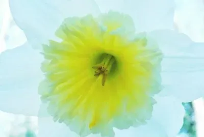 Daffodil in botanical gardens